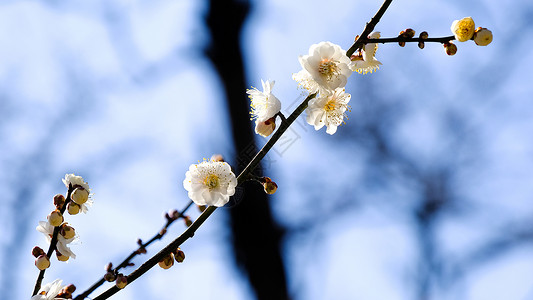 梅花图片