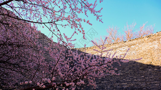 春天 樱花图片