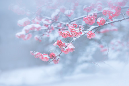 寒梅盛香商业冬梅花高清图片