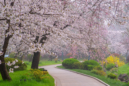 樱花道种满樱花树的樱花大道背景