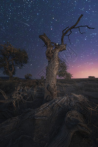 星空下枯树背景图片