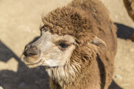 动物园双峰骆驼图片