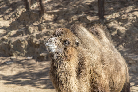 动物园双峰骆驼高清图片