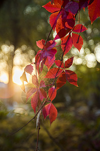 秋色红叶素材设计背景背景图片