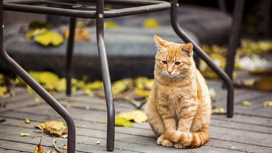 猫黄猫高清图片素材