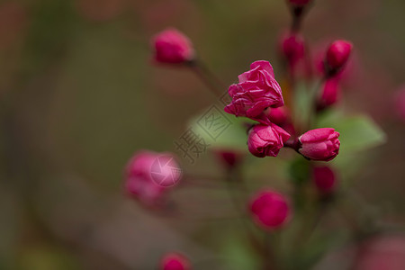 画苞花芽图片