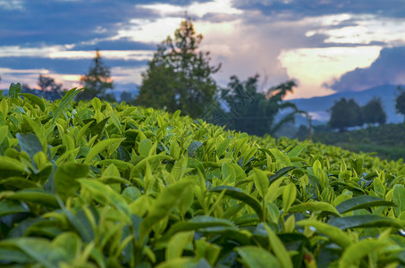 茶堆云南普洱茶园背景