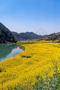 山水生态安徽新安江油菜花花海美景背景