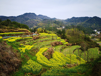 皖南呈坎油菜花盛开高清图片