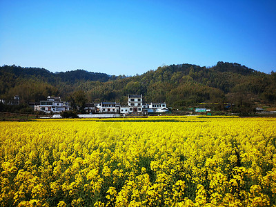 呈坎古镇皖南呈坎油菜花盛开背景