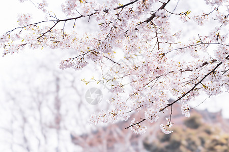 樱花树矢量图武汉大学樱花背景