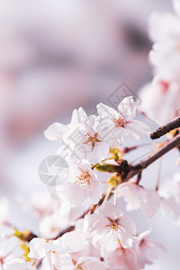 武汉大学樱花春天风景高清图片素材