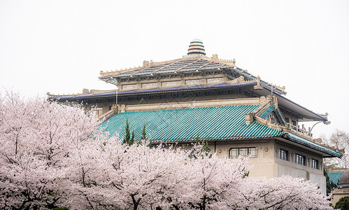 樱花节字体设计武汉大学樱花背景