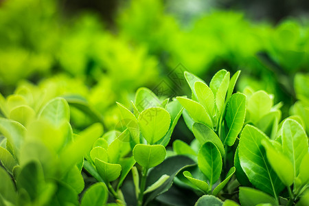 手捧绿芽春天的茶叶背景