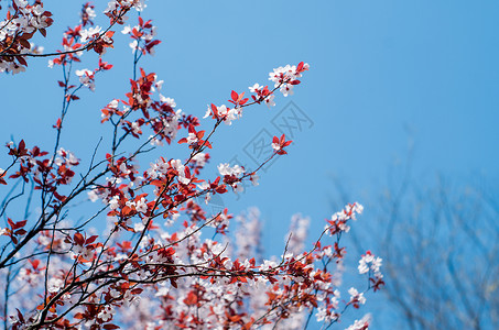 紫叶李花背景图片