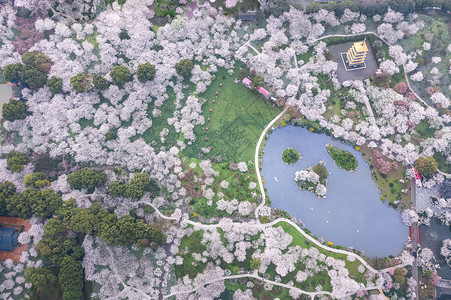 武汉东湖磨山樱园背景