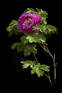玫瑰红牡丹花背景图片