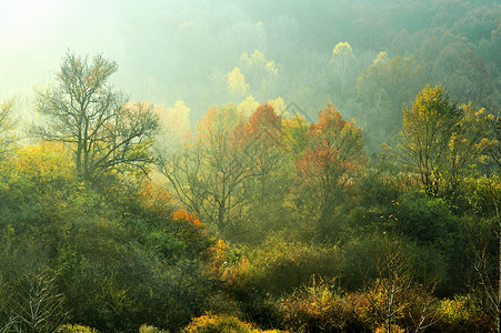 秋天金黄色的树林高清图片