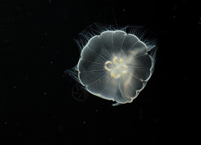 美国阿拉斯加海洋动物中心水母背景图片
