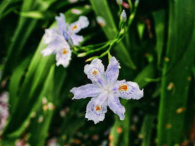 春景白蝴蝶花背景图背景