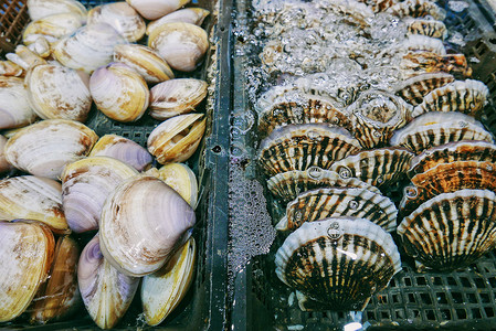 海鲜扇贝海鲜市场里鲜活的白蛤和扇贝背景