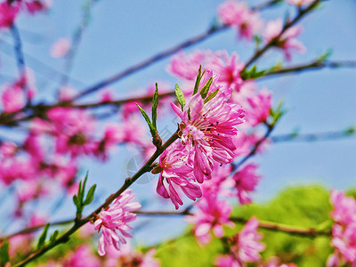 桃树枝菊花桃枝蔓背景图背景