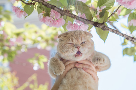 粉色猫咪雨伞踏青猫咪背景