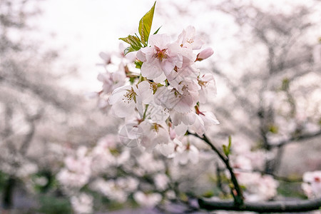 武汉磨山樱园的樱花图片