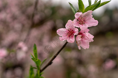 春天古村落盛开的桃花图片