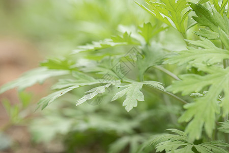 艾叶饼植物艾草背景