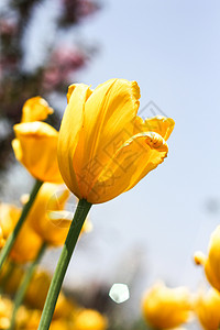 黄色郁金香背景图片