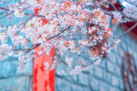 樱花设计樱花树枝背景