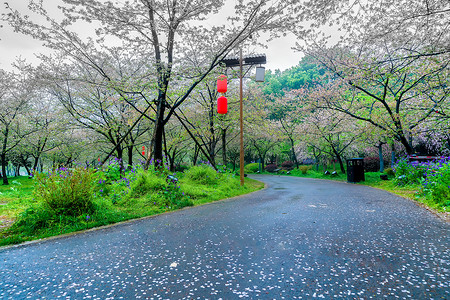 洒满樱花花瓣的樱花道路背景图片