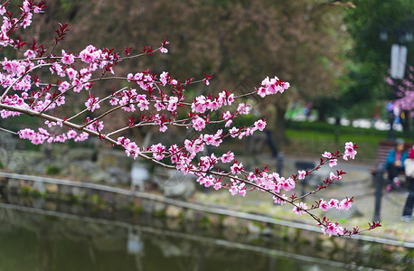 公园河边的粉色紫叶李花背景图片