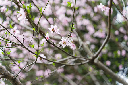 春天粉色桃花盛开背景图片