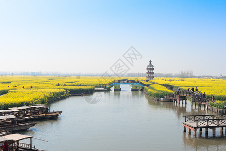 油菜花赏花海报江苏兴化水上油菜花背景