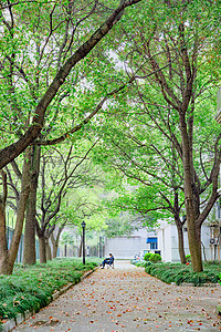 春天校园树林走道图片