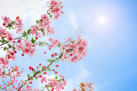 一枝粉色海棠花春天小清新海棠花背景