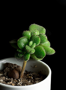 黑底多肉植物植物摄影高清图片素材