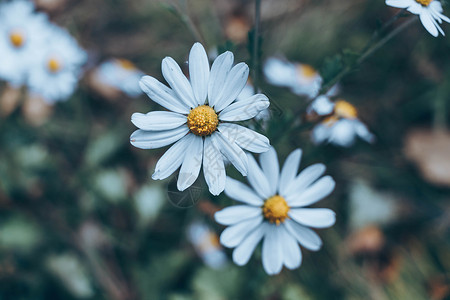 鹅河菊花朵白蓝菊高清图片