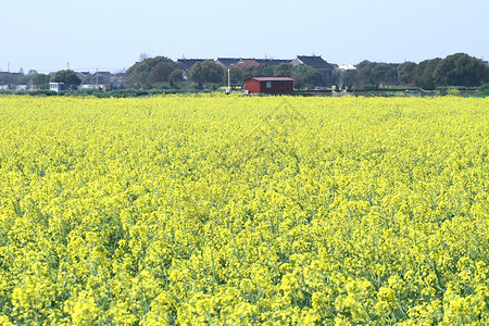 同里油菜花海田野高清图片素材