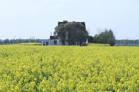 同里油菜花乡村风光高清图片素材