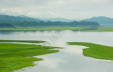 水中树鸭绿江背景