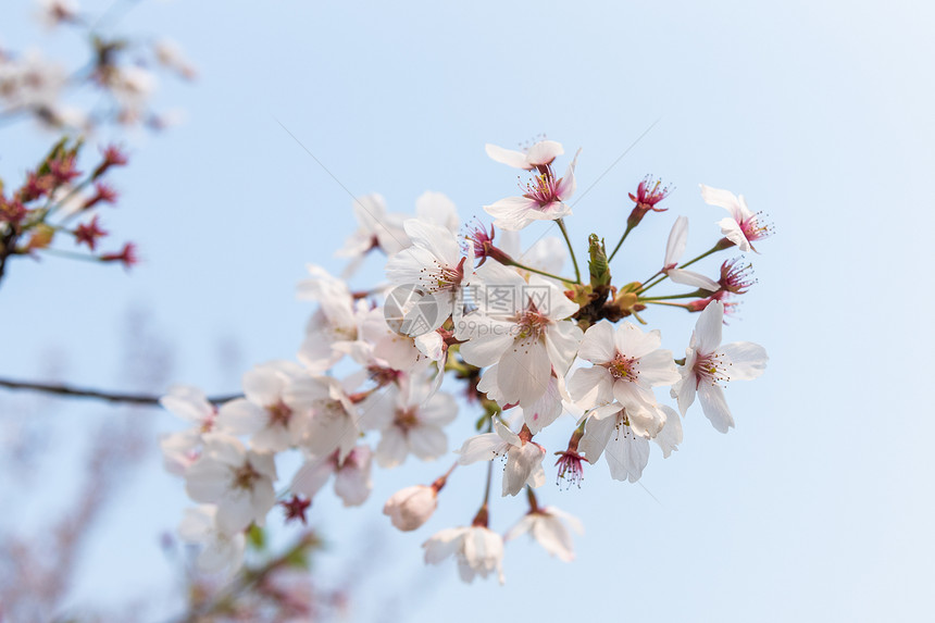 樱花图片