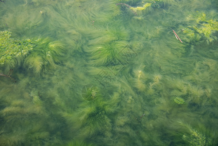 蓝藻泛滥水质污染素材高清图片