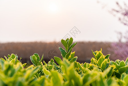 万物生长范冰冰春天植物素材背景