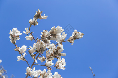 春天盛开的玉兰花背景图片