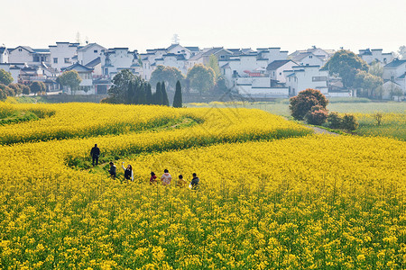 高淳乡村赏油菜花春天高清图片素材