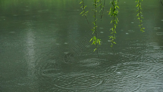 杨柳青青春雨杨柳漫挂图背景