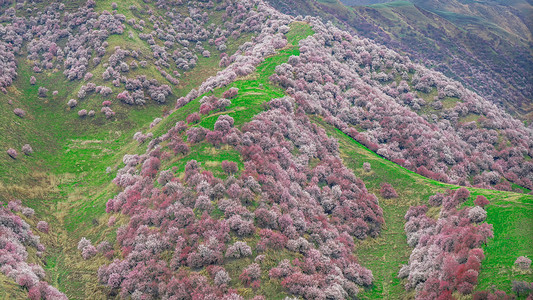 新疆伊犁吐尔根杏花谷背景图片